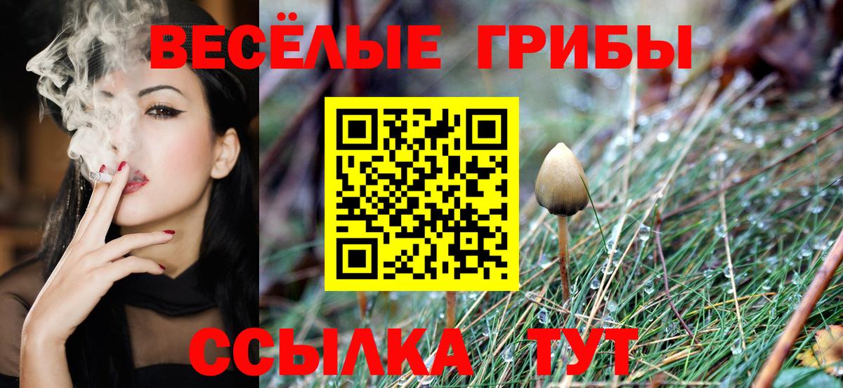 Галлюциногенные грибы Psilocybe Белебей